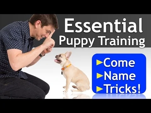Best Puppy Training Tips
