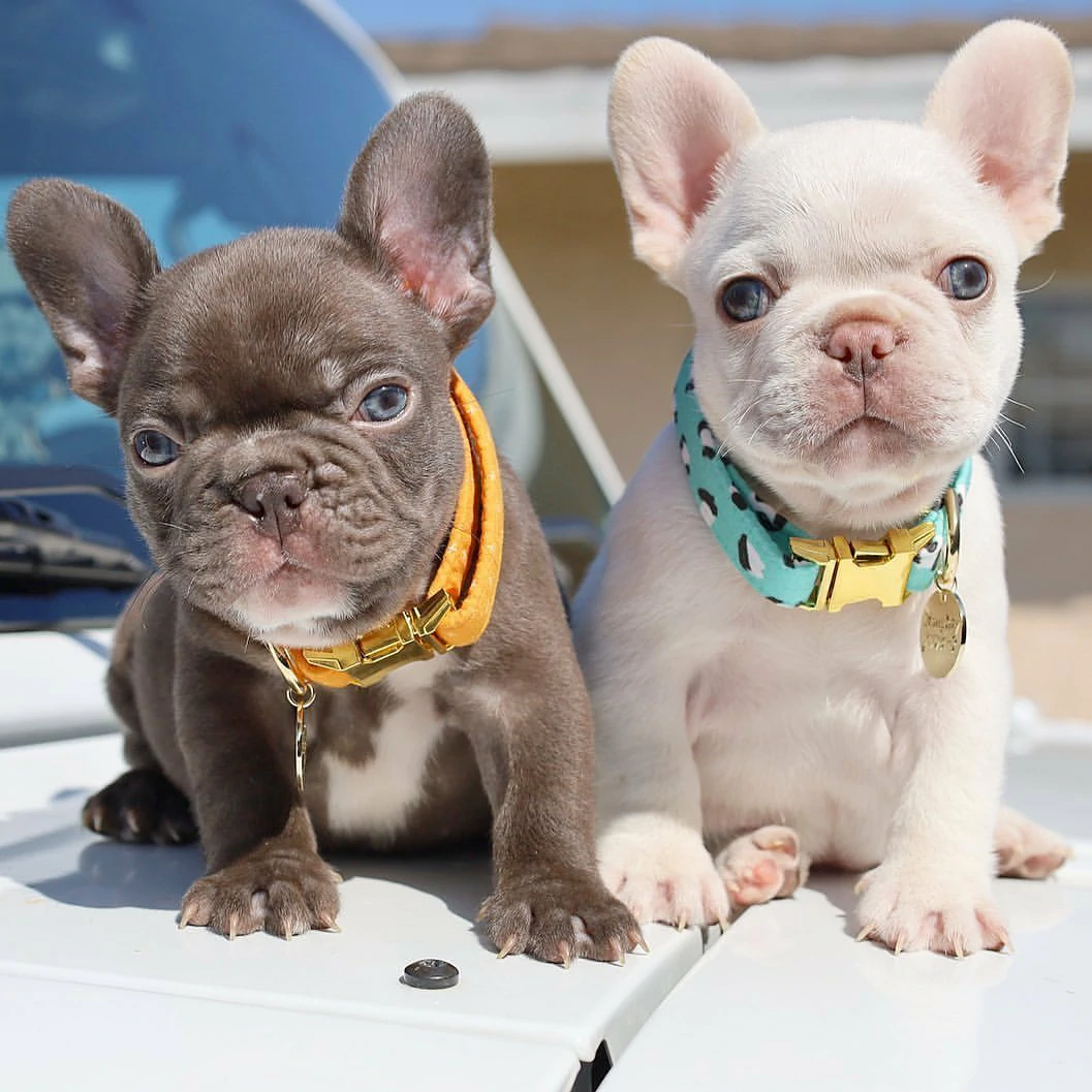 French Bulldogs For Sale Near Me