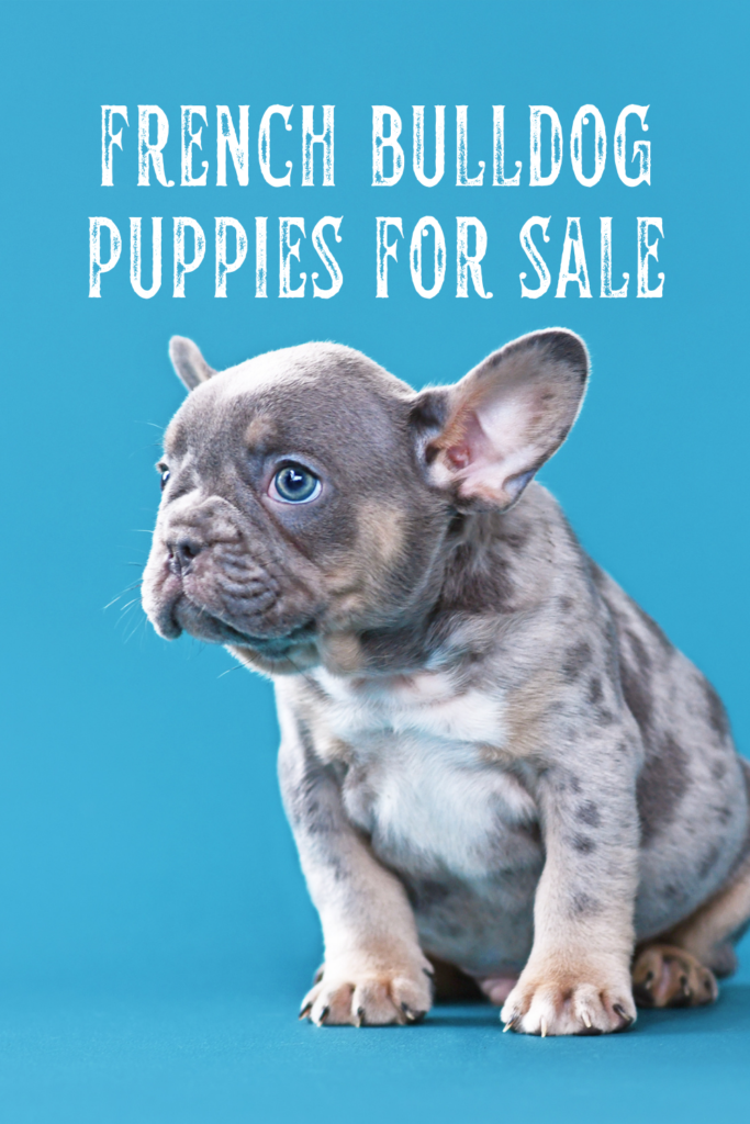 finding french bulldog puppies for sale